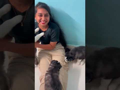 Gaaju Bomma HI NANNA Nani Mrunal KiaraKhanna HiNanna NATURALSTARNani MrunalThakur Shorts 