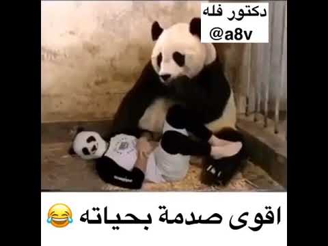 علا قولت الدوب وات فك