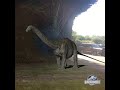 Apatosaurus Call Out