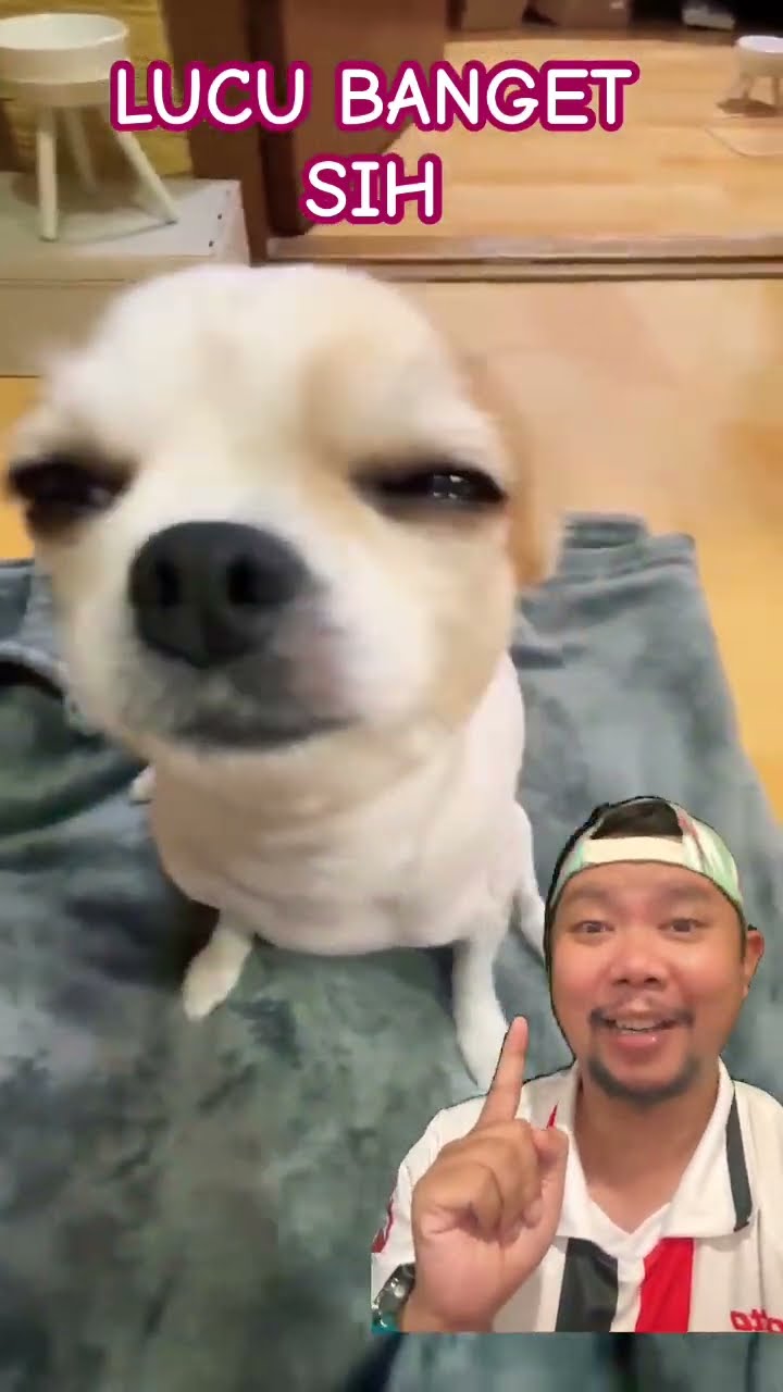 GENCHANA LUCU BANGET!!!?? #chihuahua #cute #shortsfeed #shorts