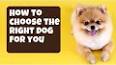 Pet Ownership: A Comprehensive Guide to Choosing the Right Companion ile ilgili video