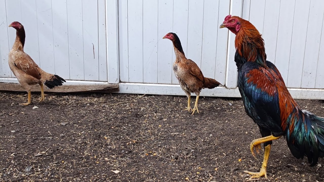 Hint horozlarım / Horoz ele (insana) nasıl alışır 