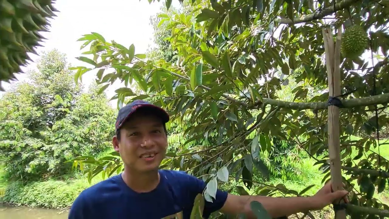 XỬ LÝ TRÁI SẦU RIÊNG BỊ NỨT GAI: 0375 456 457- 0918 456 457- 0772 456 457- 0944 456 457-0385 456 457