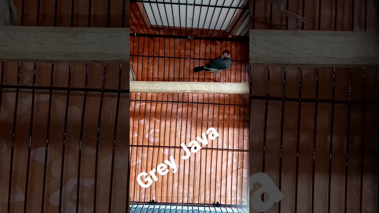 Grey Java Beautiful Sparrow - YouTube