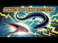 Animals That Produce Electricity, Weird Animal Facts