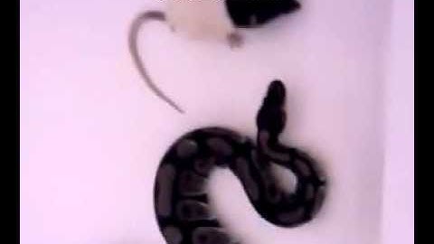 Ball python strike video