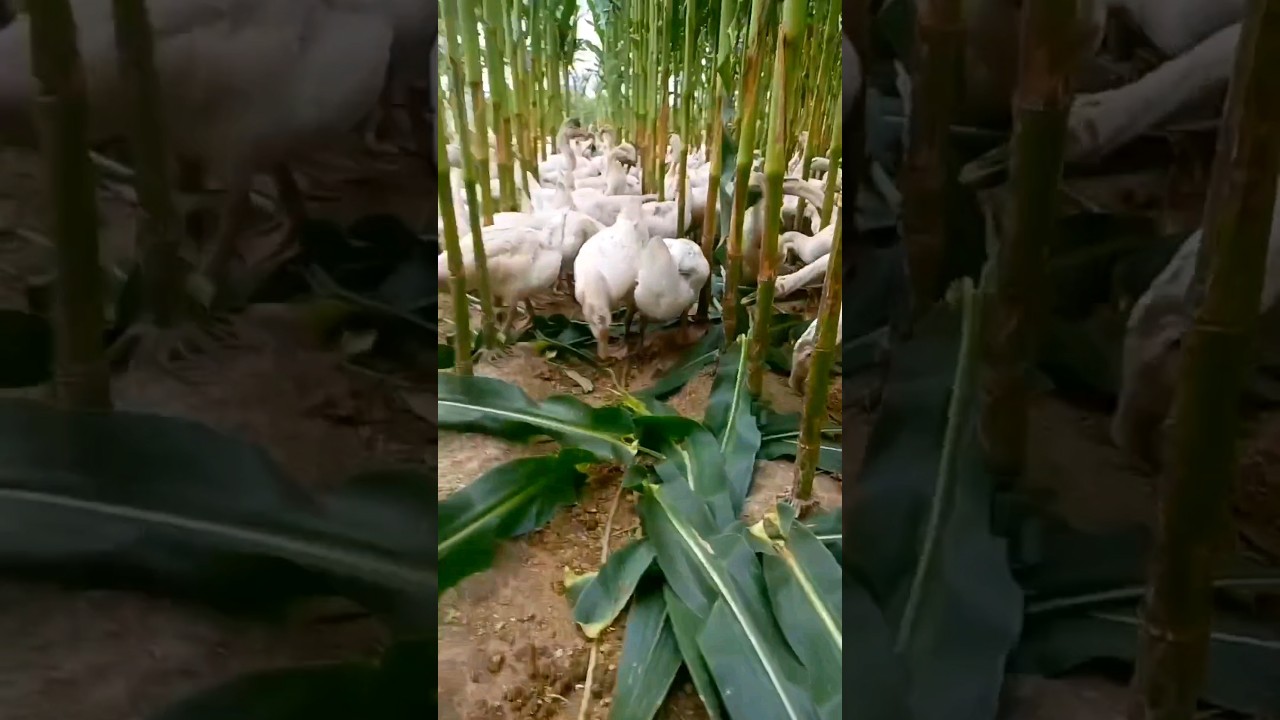 Obejrzyj The Smart Idea #farming #agriculture #creative w YouTube Obejrzyj The Smart Idea #farming #agriculture #creative w YouTube