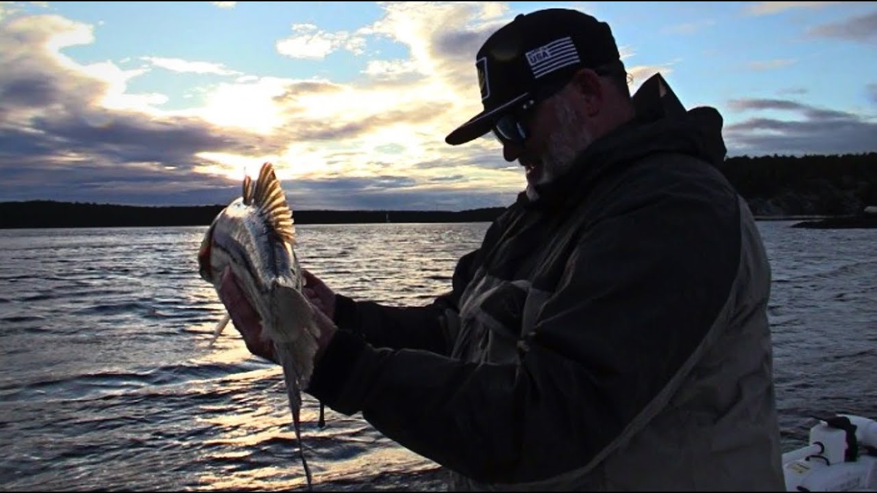 STRIPED BASS FISHING on the LOWER KENNEBEC RIVER! Bass Manager The