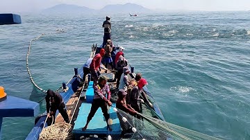 Pukat cincin, Gak di sangka dapat banyak ikan, luar biasa hasil tangkapan nelayan indonesia