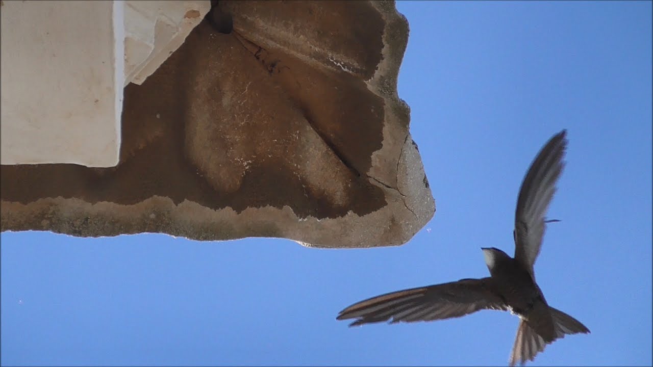 Vencejo común (Apus apus) Common Swift