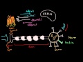 The Neuron: Anatomy and Function