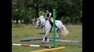13.2 pony for sale