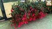 Caring for Fuchsia Baskets with Chip