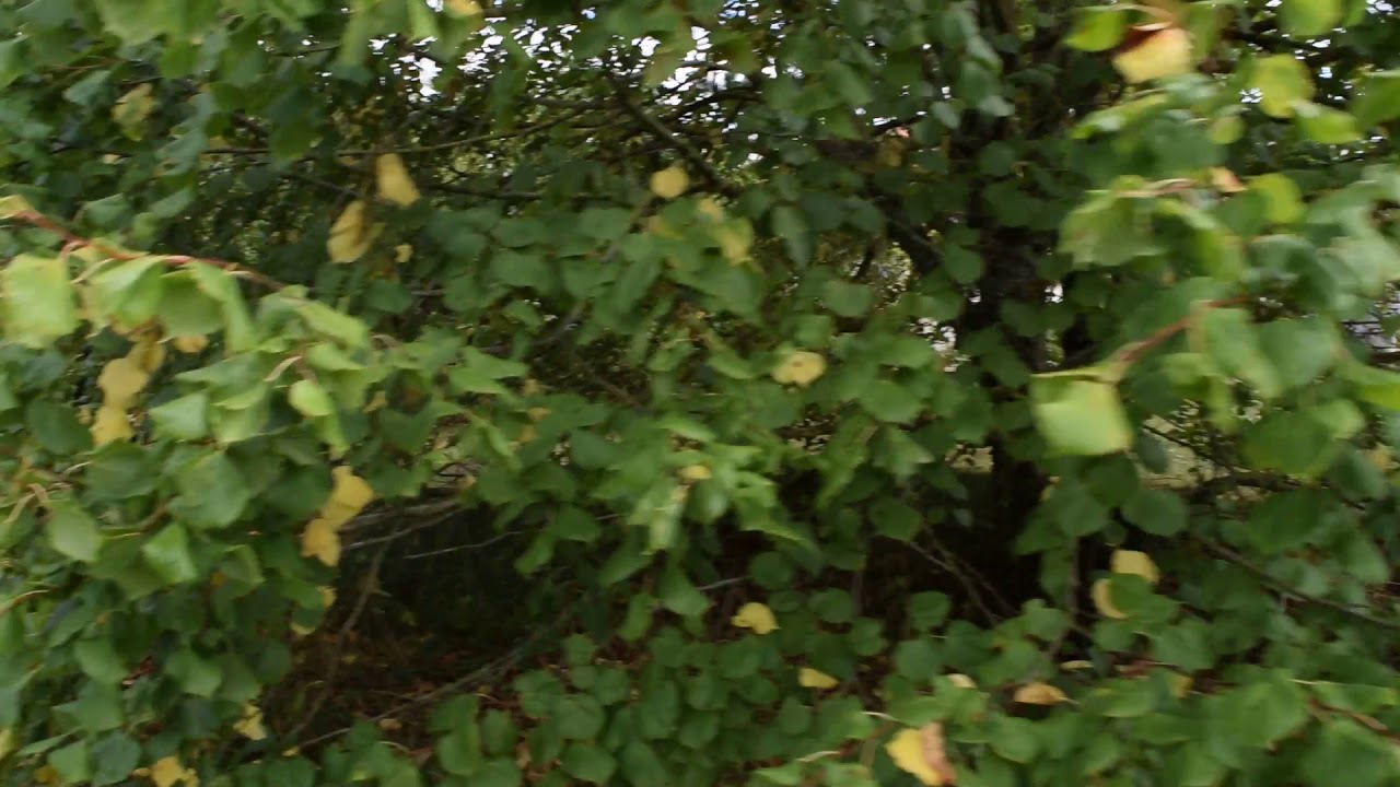 R5143 vendredi sur mer larme à gauche