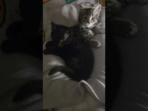 cute kittens 😸 😍 #catlovers #cat #kitten #catshorts #fyp #shorts