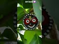 watch till end ✨ subscribe my channel plzz🫶and like❤️