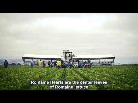 การเก็บเกียวผักกาด Modern Romaine Heart Cultivation   Romaine Lettuce Farming And Harvesting Machine