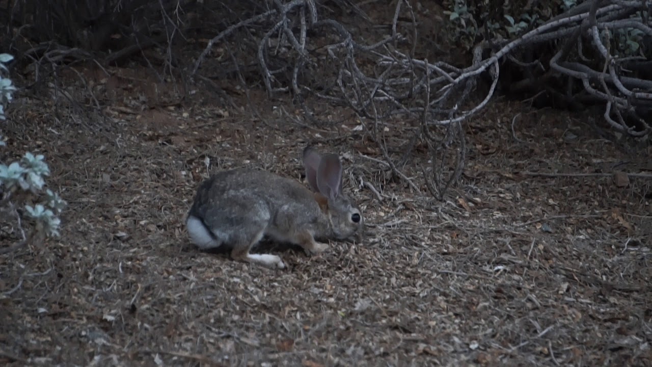 Desert Cottontail at Dusk