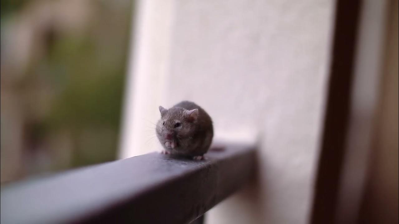 Mice Cleaning YouTube