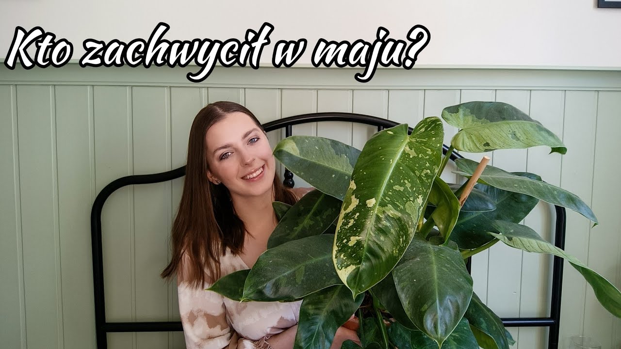 Wielkie filodendrony, długie anthuria i opalone hoye! 🌱 Ulubieńcy maja 🖤