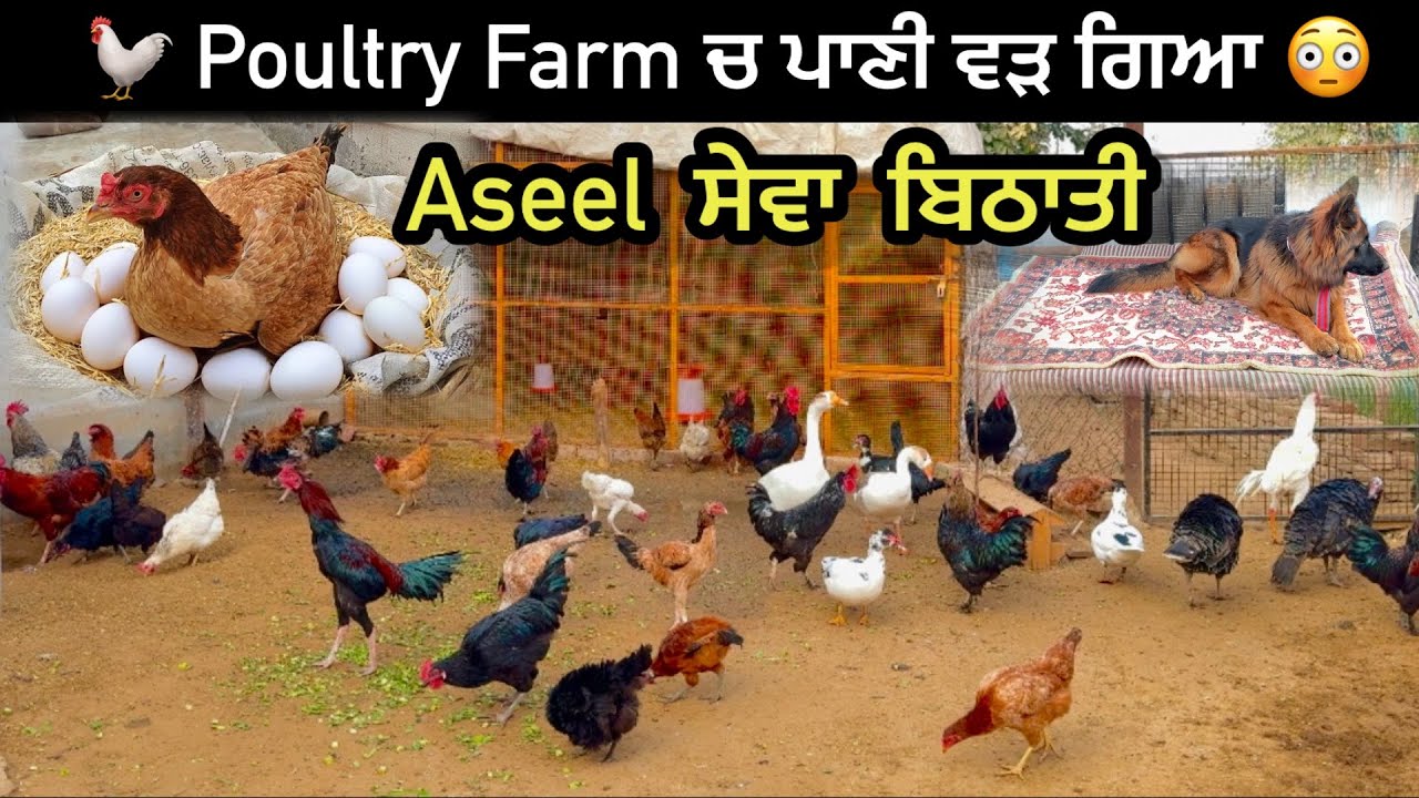 Mini Poultry Farm ਚ ਪਾਣੀ ਵੜ ਗਿਆ 😳|| ਅਸੀਲ ਮੁਰਗੀ ਸੇਵਾ ਬਿਠਾਤੀ ਟਰਕੀ 🦃 ਦੇ ਆਂਡਿਆਂ ਤੇ | 