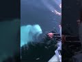 Beluga devuelve celular caído al mar