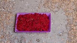 Java summer soft food... 