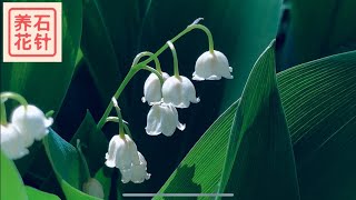 幽谷铃兰适合花园种植吗- Lily Of The Valley
