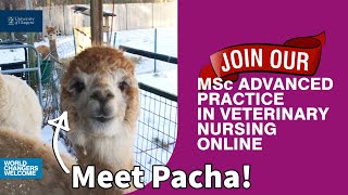 Meet Roda and Pacha: Advanced Practice in Veterinary Nursing Online
