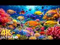 Marvel at Sea Animal in The Best 4K ULTRA HD Aquarium-Dive Into The Mesmerizing Underwater Realm #59