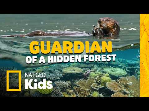 Sea Otters: Tiny Guardians of a Giant Ocean Forest! 🦦🌿 Animal Card Quest | Nat Geo Kids