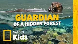sea otters tiny guardians giant ocean forest animal card