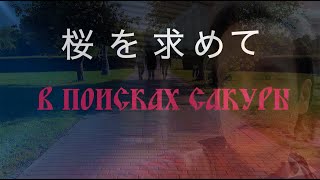 VLOG ● В ПОИСКАХ САКУРЫ / 桜を求めて