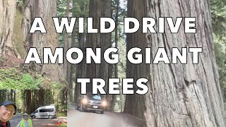 A WILD DRIVE THROUGH JEDEDIAH SMITH REDWOODS STATE PARK//HOWLAND HILL ROAD//CALIFORNIA//ONTOUR 2.0