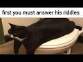 Cat Memes 