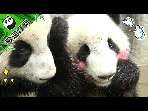 《熊貓主題趴》摸頭殺的溫情攻勢究竟有多強？ | iPanda熊猫频道