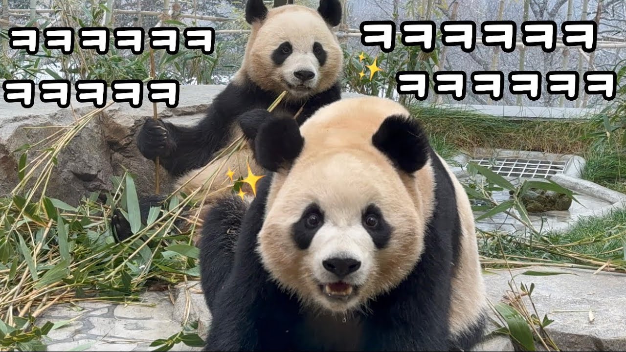 물 마시다 갑자기 뿅💜 나도 찍으라구~!! 