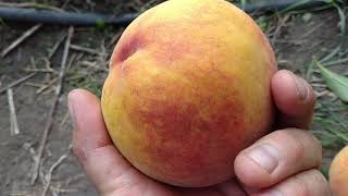 Персик Лаурол / Peach Laurol/ Очень поздний, крупноплодный сорт. Отзыв и видео от Макси Сад.