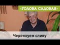 Голова садовая - Черенкуем сливу