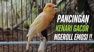 Burung Kenari Kenari Gacor Dor Pancingan Paling Ampuh Buat Kenari Macet Langsung Bunyi!