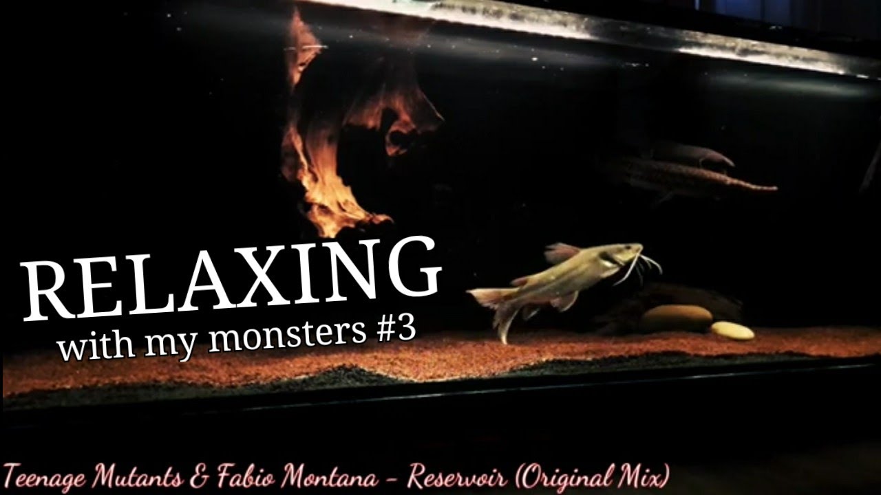 Watch #3 Relaxing with my monster's on YouTube Watch #3 Relaxing with my monster's on YouTube
