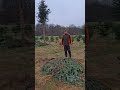 Artenschutz im Weihnachtsbaum-Anbau Eco-Farming: Helping Local Biodiversity
