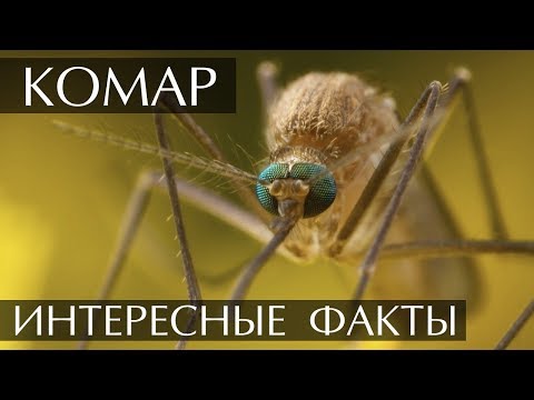 Интересные факты о Комарах