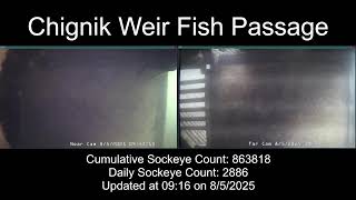 Chignik Weir Fish Passage
