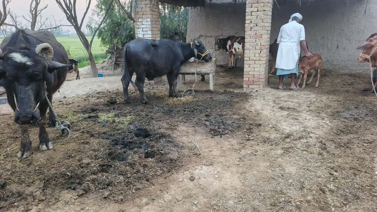 Beautiful maveshi farm pure desi village life🐄🐂🐄🐂