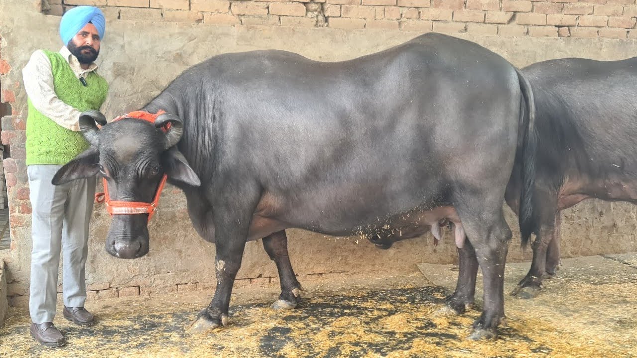 ਅੱਜ ਗੱਲ ਕਰਦੇਆ ਪਿੰਡ ਭਾਈਰੂਪਾ ਜਿਸ  ਦੇ ਘਰ 20+ਦੀਆ ਮੱਝ ਨੇ ਸਾਰੀ