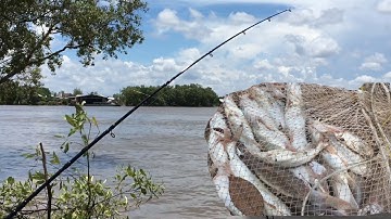 Đã mắt cảnh cá út ăn mà cầm cần giật liên tục | CaMauChannel