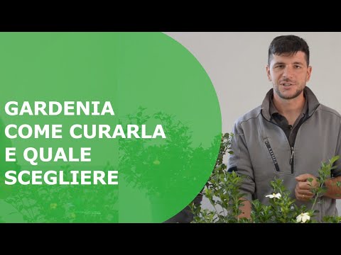 Video: Varietà comuni di Gardenia - Diversi tipi di arbusti di Gardenia