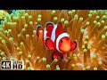 The Best 4K Aquarium - Explore the Stunning World of Sea Jellyfish &amp; Beautiful Coral Reef Fish #2