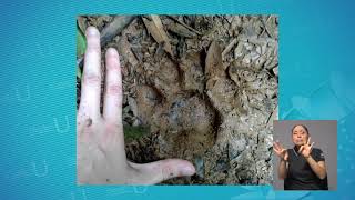 Estudio sobre felinos en Reserva Forestal Golfo Dulce